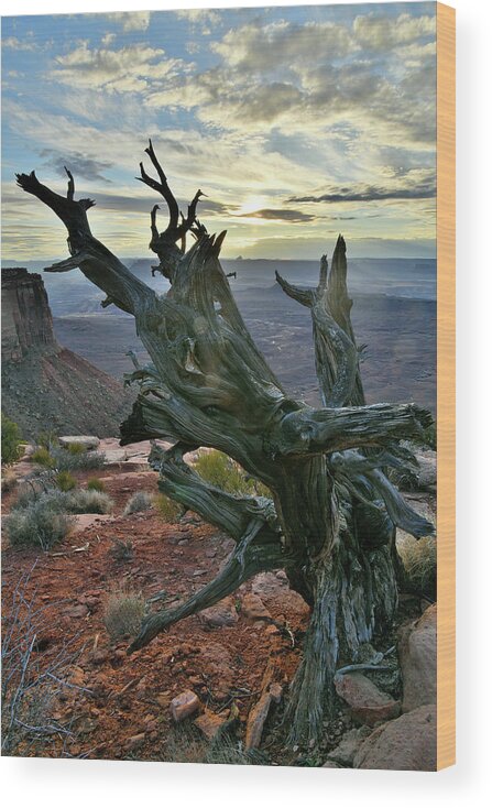 Canyonlands National Park Wood Print featuring the photograph Juniper Tree on Orange Cliffs in Canyonlands NP by Ray Mathis