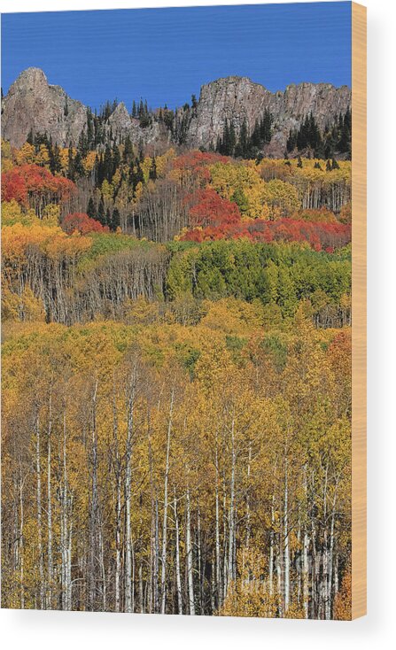 Gold Leaves Wood Print featuring the photograph Kebler Pass #1 by Jim Garrison