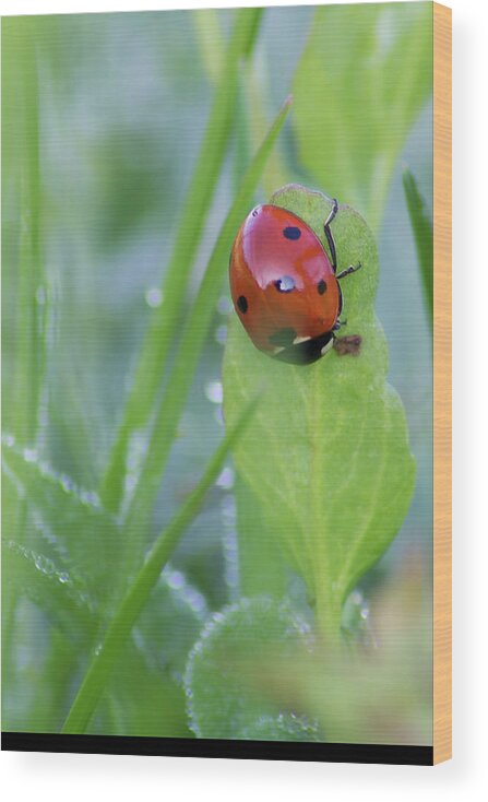 Insect Wood Print featuring the photograph Ladybug Holding On To A Branch by Cavan Images