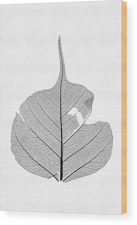 Leaf Wood Print featuring the photograph Leaf Without Color by Christopher Johnson