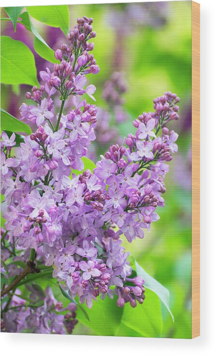 Flowers Wood Print featuring the photograph Lilac Flowers by Christina Rollo