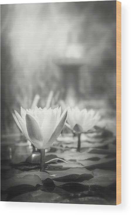 Waterlily Wood Print featuring the photograph Lily Pond Black and White by Carol Japp
