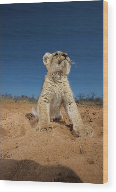 Big Cat Wood Print featuring the photograph Lion Cub Panthera Leo Sitting On Sand by Heinrich Van Den Berg