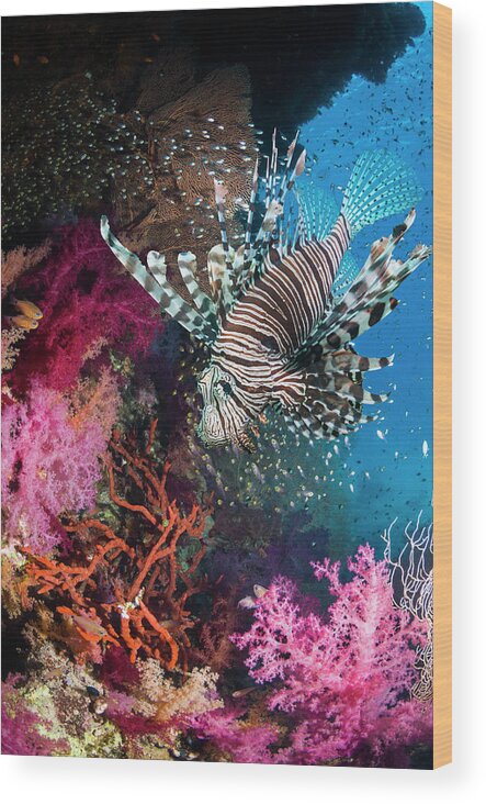 Underwater Wood Print featuring the photograph Lionfish Over Coral Reef by Georgette Douwma