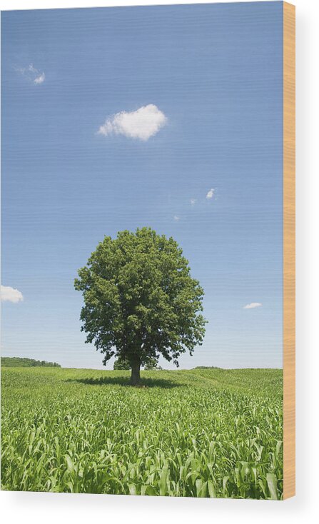 Toronto Wood Print featuring the photograph Lone Tree In Cornfield by Grant Faint