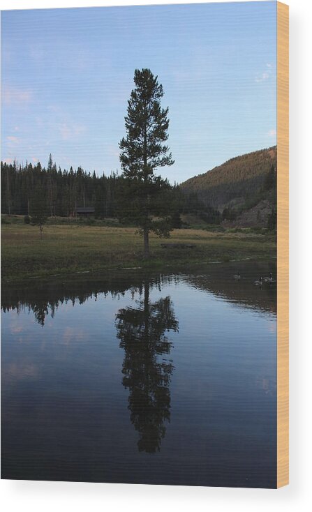 Lone Tree Wood Print featuring the photograph Lone Tree on Lake by FD Graham
