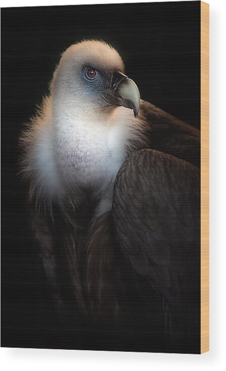 Vulture Wood Print featuring the photograph Look At My Eyes by Santiago Pascual Buye