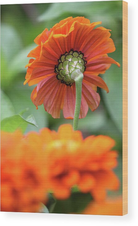 Zinnia Wood Print featuring the photograph Looking From Behind by Mary Anne Delgado