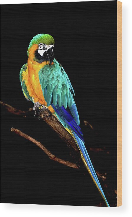 Macaw Wood Print featuring the photograph Macaw by David Keith Jr. (all Rights Reserved)