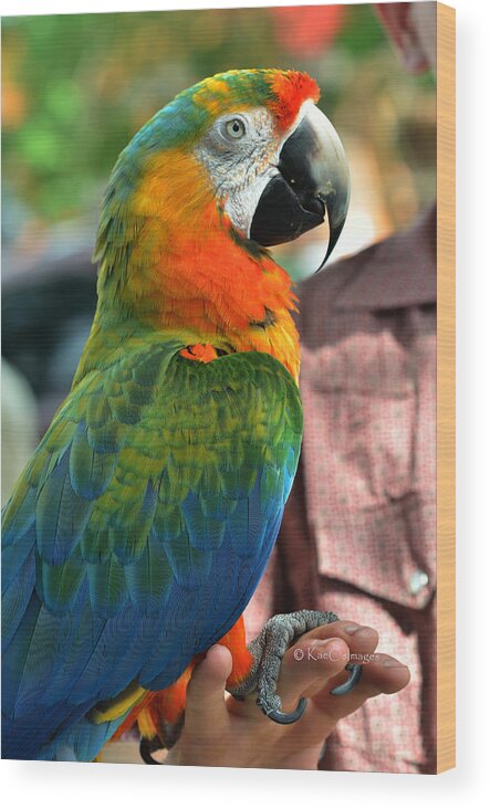 Macaw Wood Print featuring the photograph Macaw Profile by Kae Cheatham