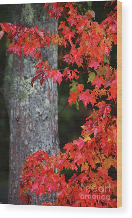 Maine Fall Colors Wood Print featuring the photograph Maine in the Fall by Terri Brewster