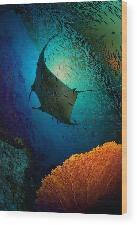 Underwater Wood Print featuring the photograph Manta Dreams by Nature, Underwater And Art Photos. Www.narchuk.com