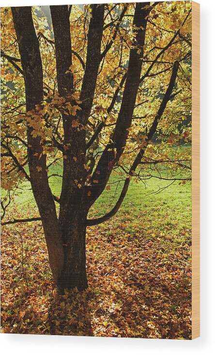 Scenics Wood Print featuring the photograph Maple Tree, Eschachtal by Jochen Schlenker