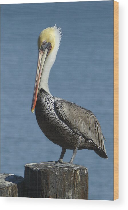 Animal Themes Wood Print featuring the photograph Mature Brown Pelican by Alan Vernon