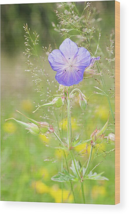 Grass Wood Print featuring the photograph Meadow Cranebill Geranium Pratense In A by Mike Hill