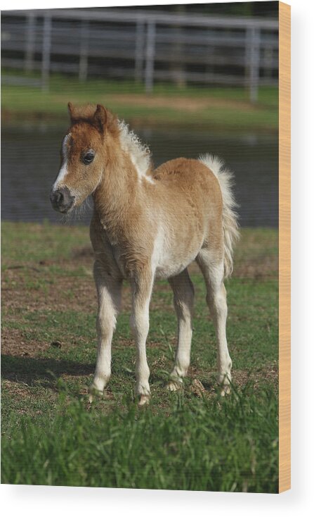 Miniature Horse 001 Wood Print featuring the photograph Miniature Horse 001 by Bob Langrish