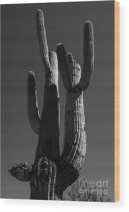 Saguaro Wood Print featuring the photograph Morning Light Saguaro by Jeff Hubbard