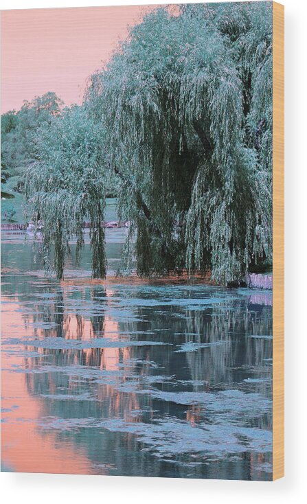 Willow Tree Wood Print featuring the photograph Mother Willow Infrared by Colleen Cornelius