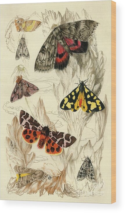 Engraving Wood Print featuring the drawing Moths by Print Collector