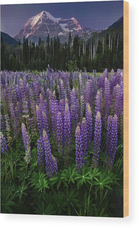 Lupine Wood Print featuring the photograph Mt Robson by Marina Poushkina