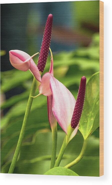 Flowers Wood Print featuring the photograph Natural Beauty by Arthur Bohlmann