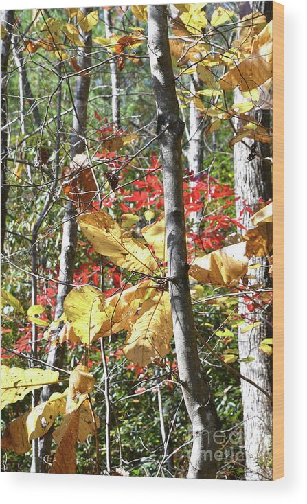 Obed Wild And Scenic River National Park Wood Print featuring the photograph Nemo Bridge Trail 6 by Phil Perkins