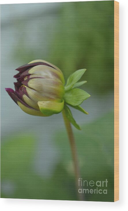 Dahlia Wood Print featuring the photograph New Beginnings by Carol Eliassen