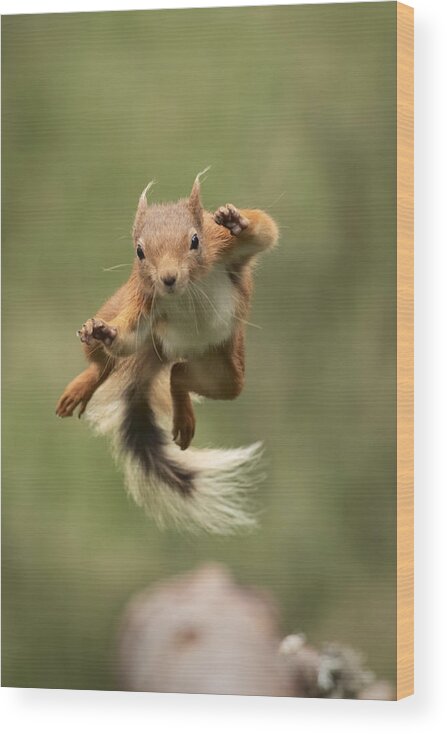 Squirrel Wood Print featuring the photograph Ninja Dancing by Howard Ashton-jones