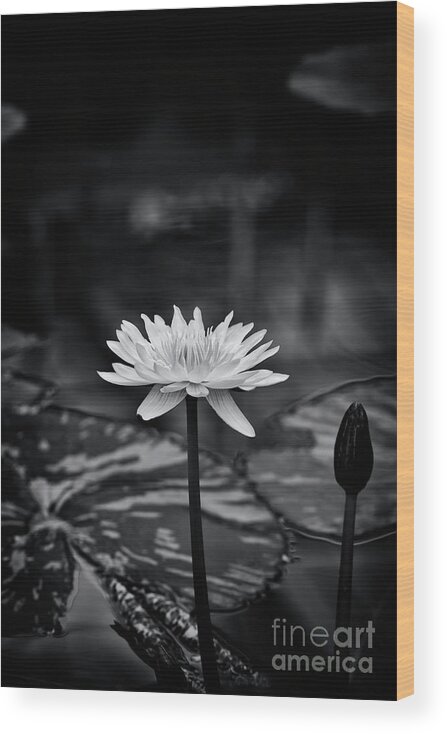 Waterlily Wood Print featuring the photograph Nymphaea Camembert Monochrome by Tim Gainey