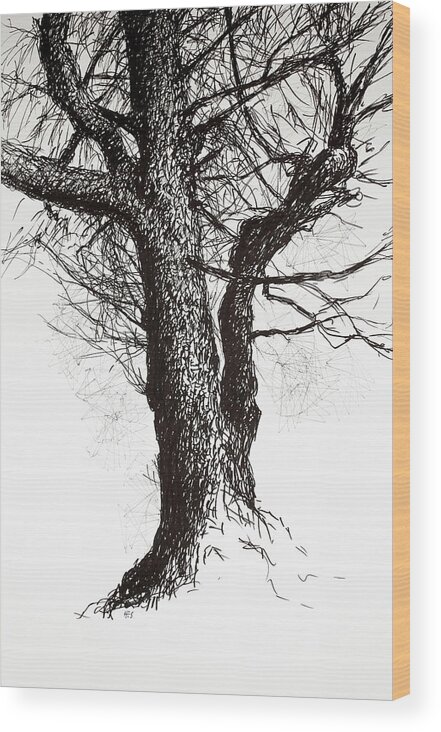 Oak In Early Spring Wood Print featuring the drawing Oak in early spring by Hans Egil Saele