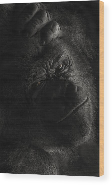 Animal Wood Print featuring the photograph Oh No Not You Again by Daan De Vos