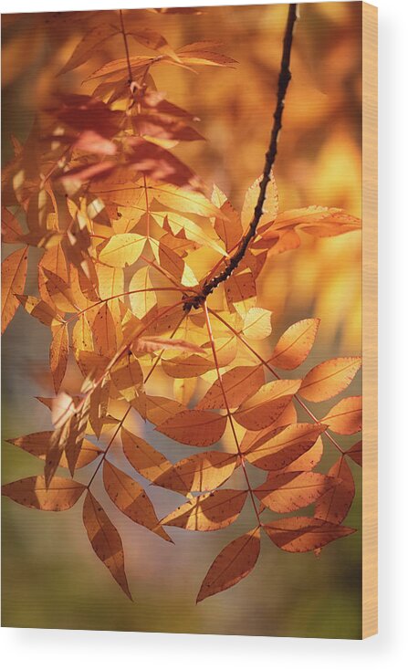Autumn Wood Print featuring the photograph On A Golden Autumn Morning by Saija Lehtonen