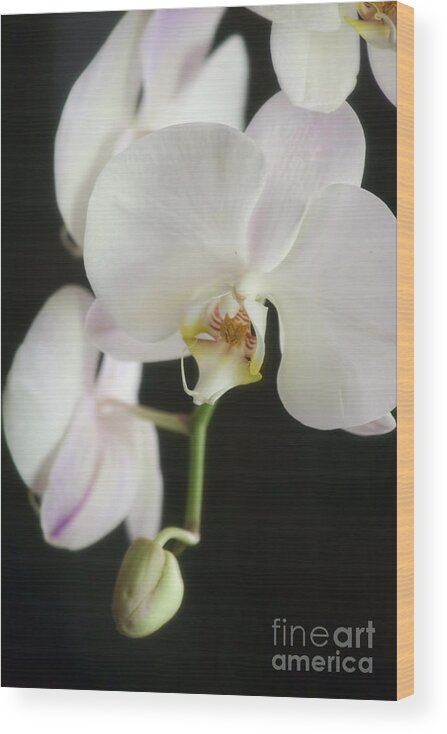 Orchids Wood Print featuring the photograph One On The Way by Joan Bertucci