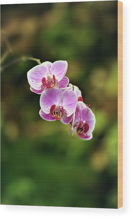Purple Wood Print featuring the photograph Orchid by Liordrz© Photography