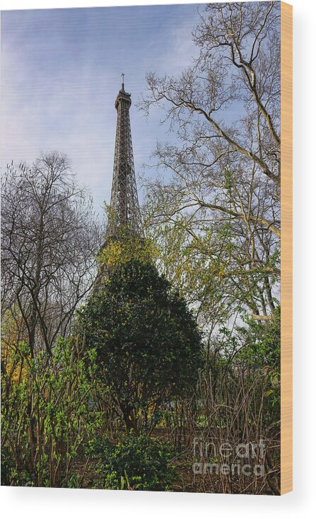 Eiffel Wood Print featuring the photograph Organic Eiffel Tower by Olivier Le Queinec
