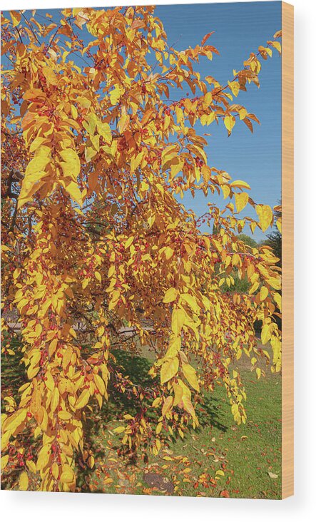 Jenny Rainbow Fine Art Photography Wood Print featuring the photograph Ornamental Crab Apple Tree in Autumn Gold 2 by Jenny Rainbow