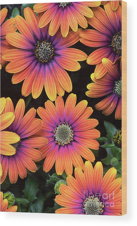 Osteospermum Purple Sun Wood Print featuring the photograph Osteospermum Purple Sun Flower Pattern by Tim Gainey
