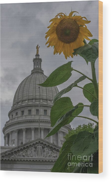 Sunflower Wood Print featuring the photograph Out of Place by Amfmgirl Photography