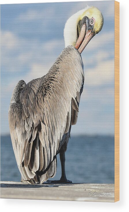 Pelican Wood Print featuring the photograph Over the Shoulder Glance by Christopher Rice