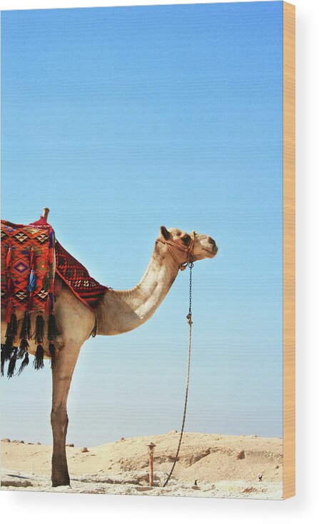 Working Animal Wood Print featuring the photograph Parked Camel by Sofie Sharom Photography