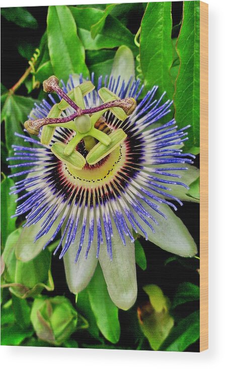 Passion Flower Wood Print featuring the photograph Passion Flower Bee Delight by Allen Nice-Webb