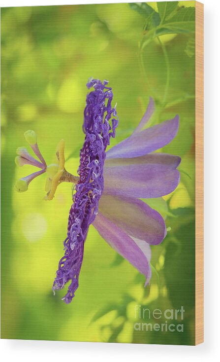 Artsy Wood Print featuring the photograph Passionate Purple Passiflora by Sabrina L Ryan
