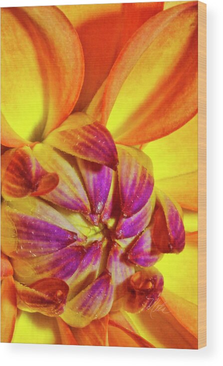 Macro Photography Wood Print featuring the photograph Peach Purple Flower by Meta Gatschenberger