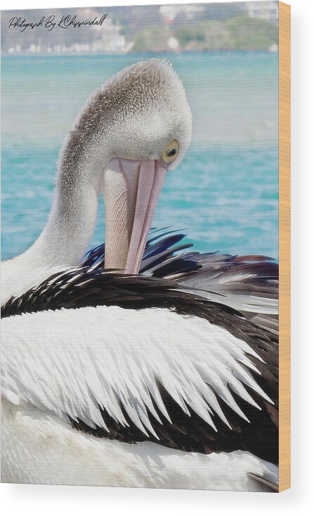 Pelicans Wood Print featuring the digital art Pelican beauty 99920 by Kevin Chippindall