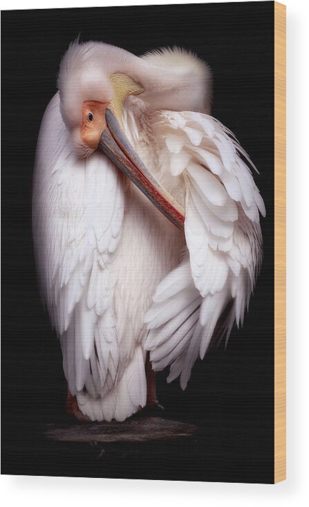 Animal Wood Print featuring the photograph Pelican's Portrait by Eiji Itoyama