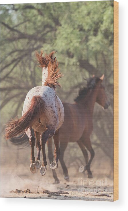 Chase Wood Print featuring the photograph Perfect Hooves by Shannon Hastings