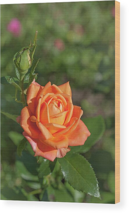 Rosa Wood Print featuring the photograph Perfect Pet Floribunda Rose 4 by Jenny Rainbow