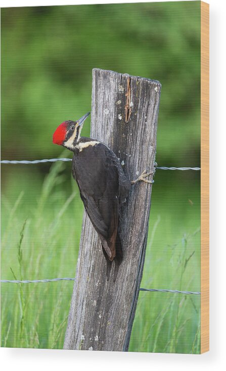 Danita Delimont Wood Print featuring the photograph Pileated Woodpecker (dryocopus Pileatus by Richard and Susan Day