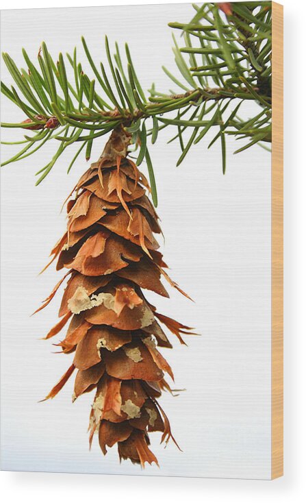 Douglas Fir Wood Print featuring the photograph Pine cone sap tree branch by Robert C Paulson Jr
