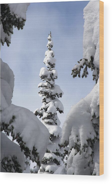 Snow Wood Print featuring the photograph Pine Framed in Powder by Brett Pelletier